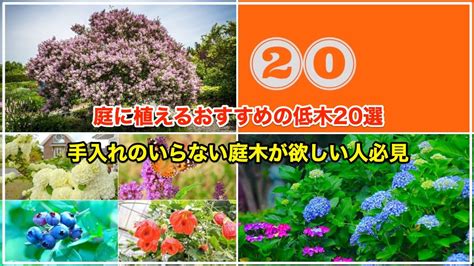 小樹木|おすすめの低木20種類 【玄関先や庭に植えるといい。